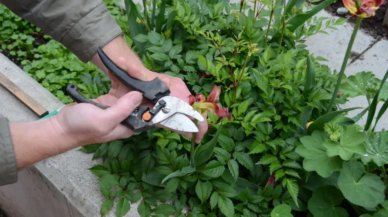 H&auml;nder med sekat&ouml;r som klipper en blomma i en gr&ouml;nskande rabatt.