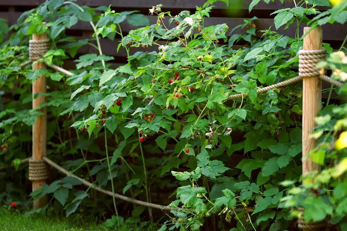 Hallonbuskar med r&ouml;da b&auml;r som beh&ouml;ver binda upp. Rep och tr&auml;stolpar st&ouml;der plantorna l&auml;ngs en m&ouml;rk tr&auml;staket.