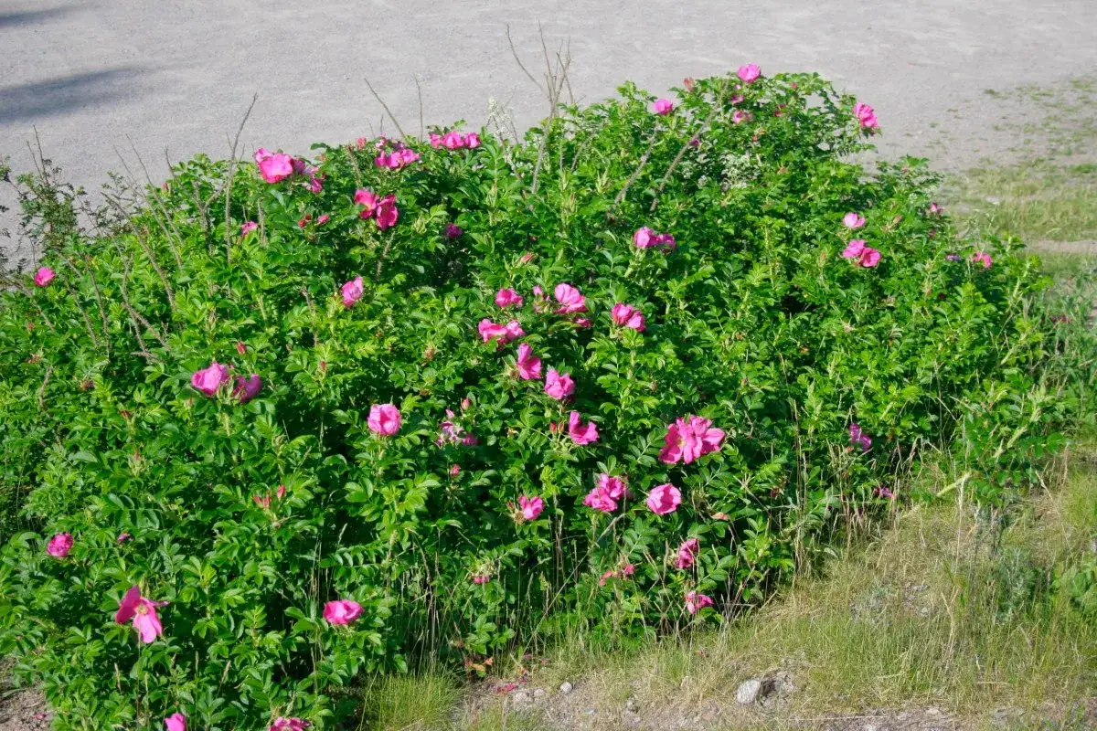 En buske med rosa rugosa blommor och gr&ouml;na blad.