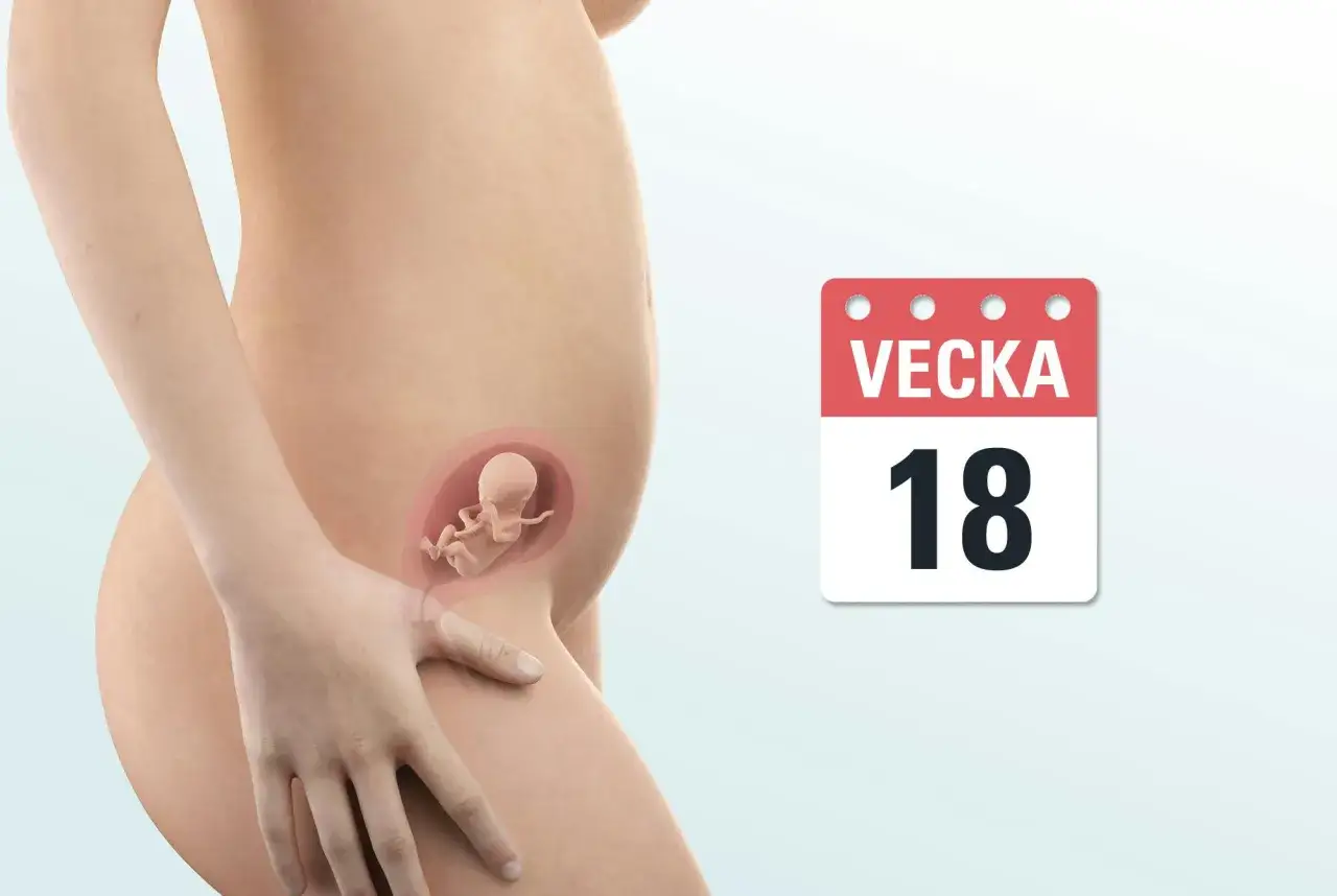 Gravid vecka 18. En illustration visar en gravid mage med en bebis i livmodern. Bredvid syns en kalender som visar vecka 18.