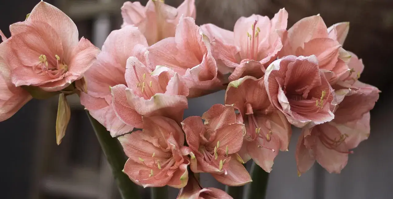 En bukett av persikof&auml;rgade amaryllisblommor. F&ouml;r att veta hur vattnar man amaryllis, t&auml;nk p&aring; att jorden ska torka upp l&auml;tt mellan vattningarna.