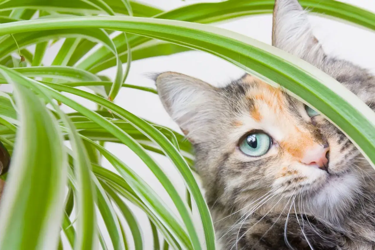 En nyfiken ampellilja katt kikar fram bakom bladverket.