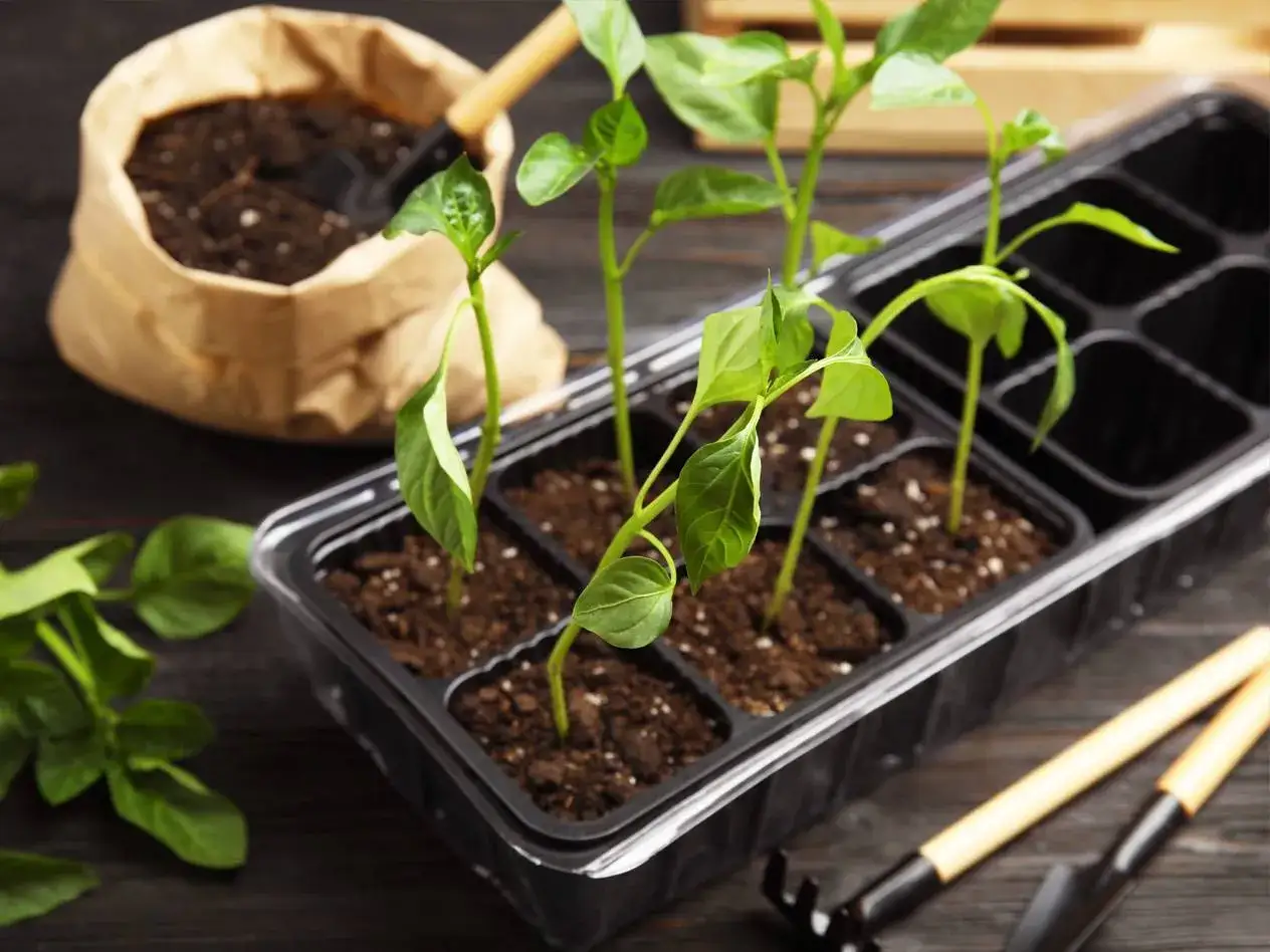 Små chili planta plantor växer i en plastbricka, redo att planteras ut. En påse jord och trädgårdsredskap syns i bakgrunden.