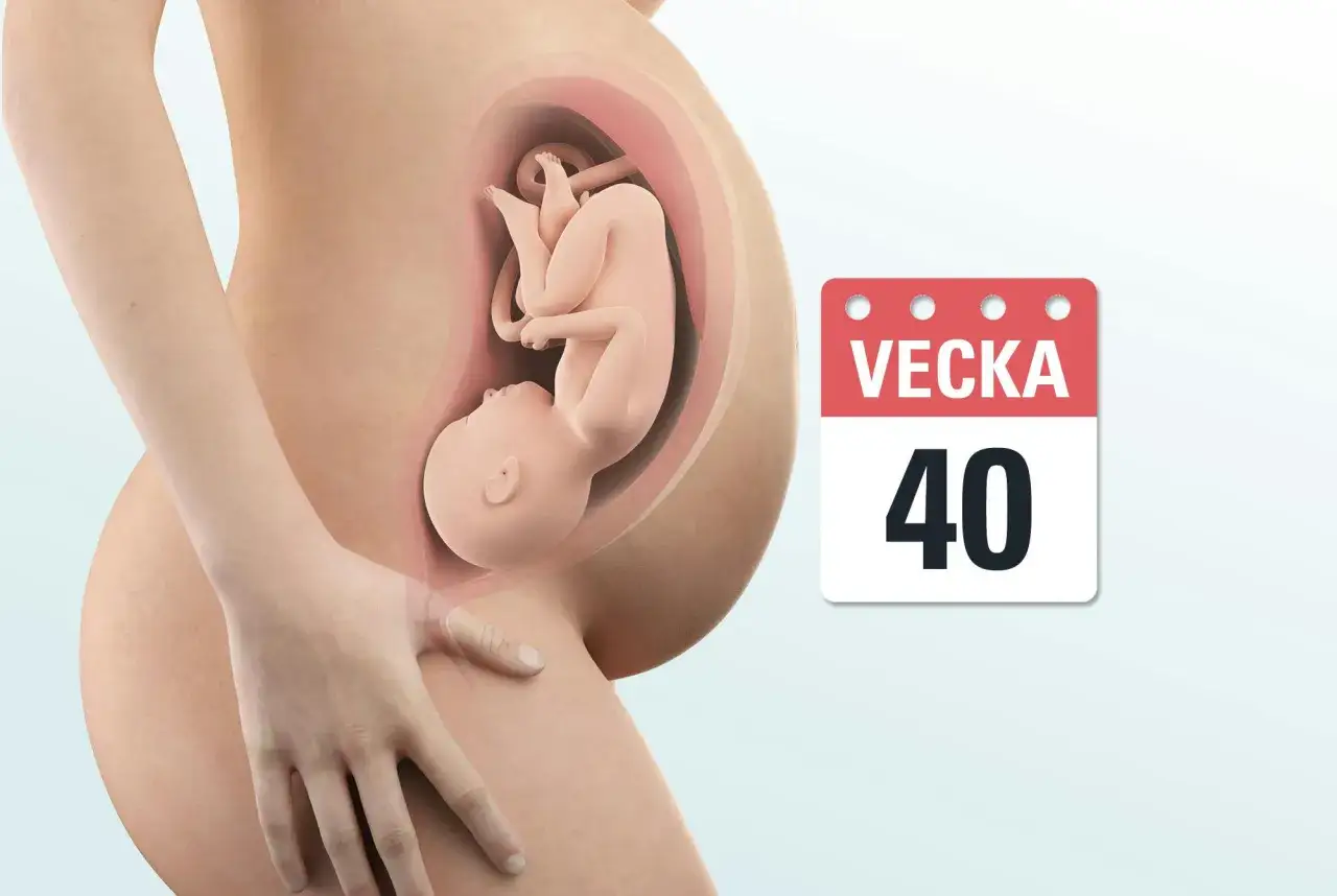 Gravid vecka 40. En bebis ligger redo i livmodern. Snart &auml;r det dags f&ouml;r ankomst!