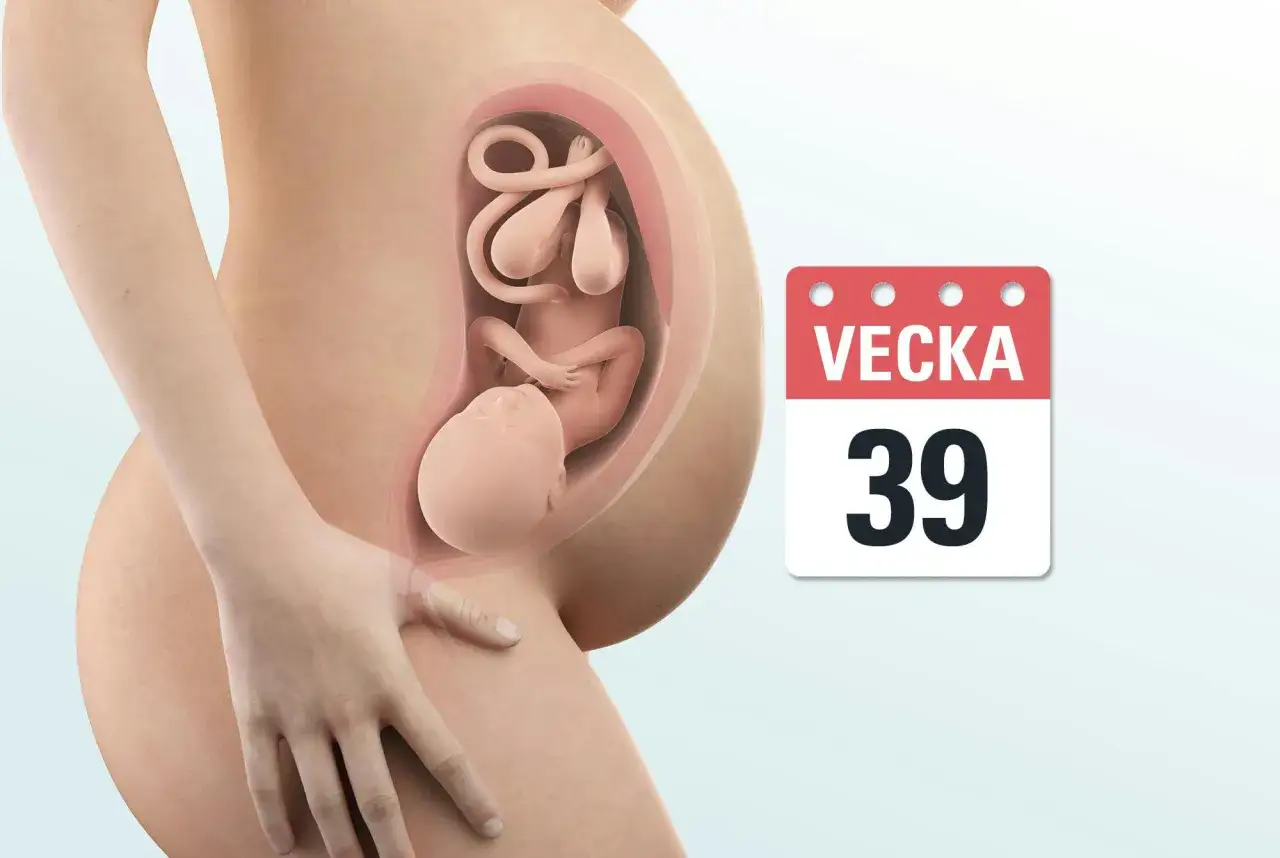 Gravid mage vecka 39 med foster. Kanske dags f&ouml;r f&ouml;r&auml;ldrar att f&ouml;rbereda sig f&ouml;r f&ouml;rlossningen och l&auml;ra sig om Braxton Hicks svenska sammandragningar.