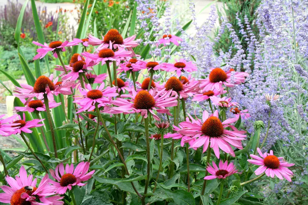 En grupp rosa solhattar, fler&aring;riga blommor, blommar i en tr&auml;dg&aring;rd med lila lavendel i bakgrunden.