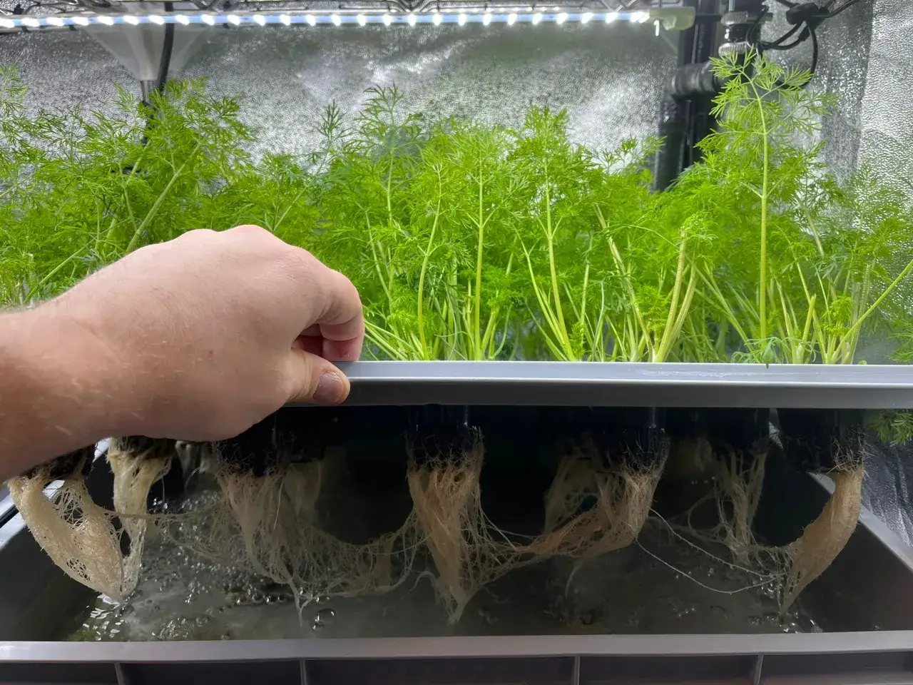 En hand inspekterar frodig sallad i en hydroponisk odling. De vita rötterna hänger ner i näringslösningen.