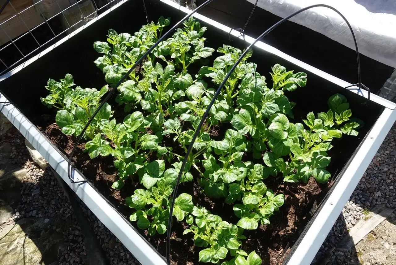Gröna potatisplantor växer frodigt i en pallkrage. Det ser ut som en bra start för att odla potatis i pallkrage.