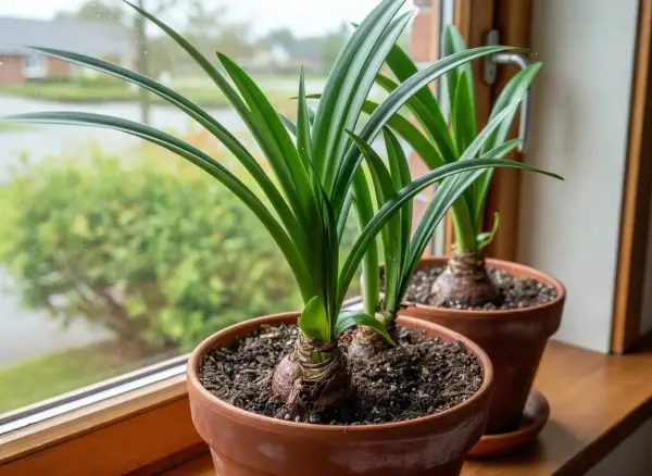 Två amaryllisar i krukor på en fönsterbräda. Lär dig hur vattnar man amaryllis för att få vackra blommor.