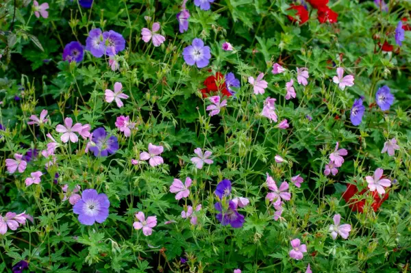En frodig rabatt med lila och rosa blommor, perfekta buskar som trivs i skugga. Vattenpärlor på kronbladen.