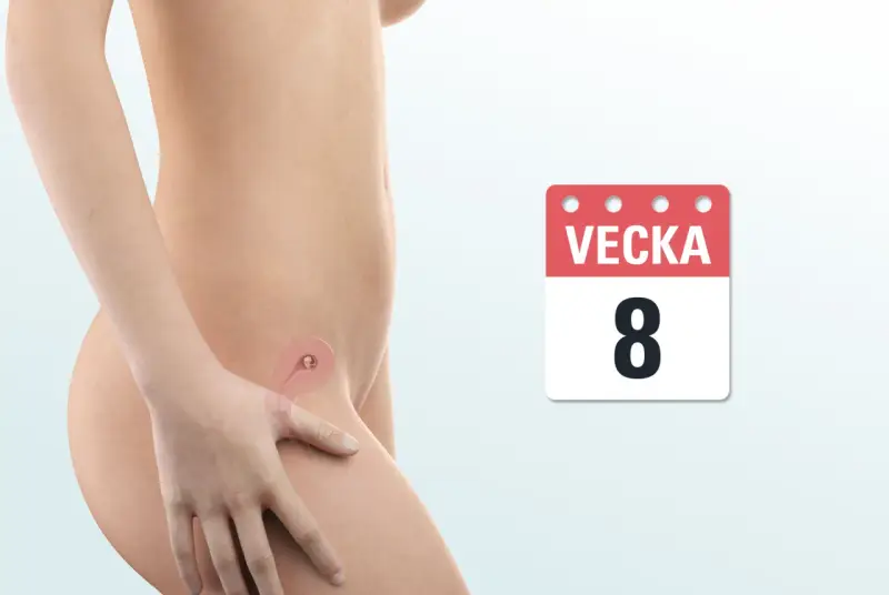 Bild visar en graviditet i vecka 8. En illustration av livmodern visar ett tidigt foster.