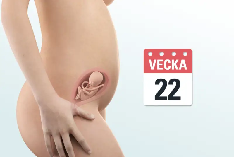 Gravid vecka 22. En illustration visar en gravid mage med ett foster inuti. Bredvid syns en kalender med texten "VEcka 22".
