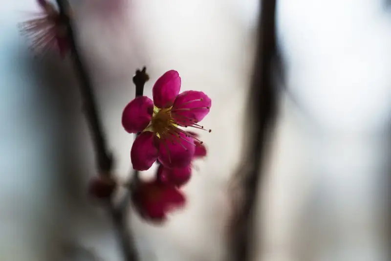 En ensam, mörkt rosa prunus mume-blomma med utstickande ståndare. Bakgrunden är mjukt suddig.