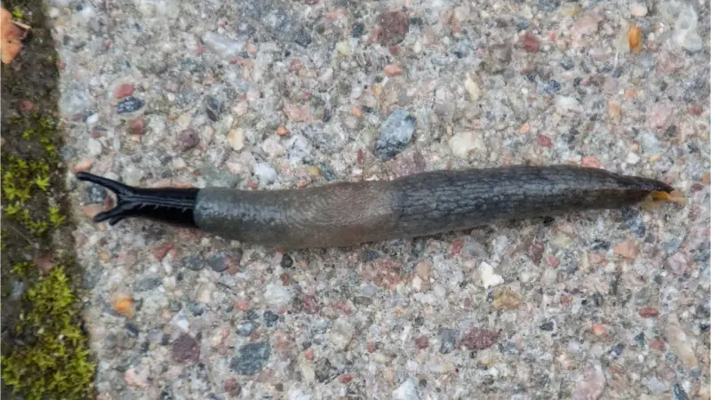 En svarthuvad snigel med mörk, glansig framkropp och en gråbrun, knottrig bakdel kryper över en stenig yta.